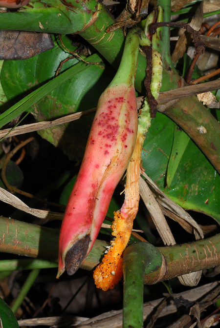 Philodendron heleniae