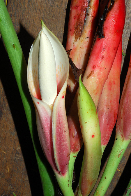Philodendron heleniae