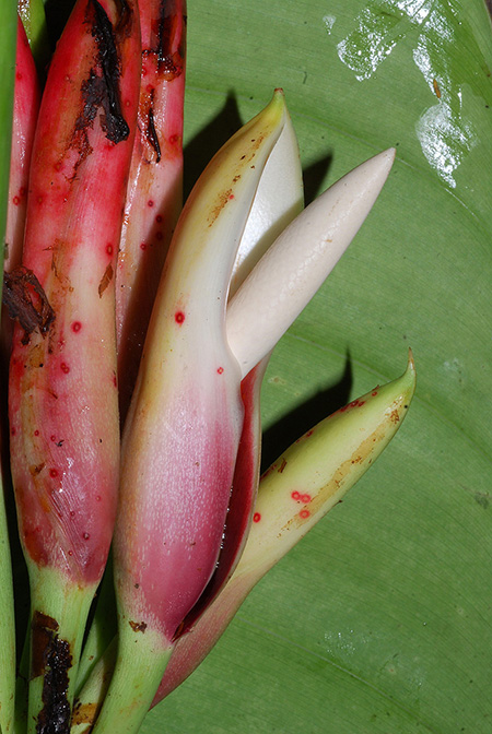 Philodendron heleniae