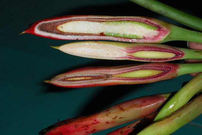Philodendron heleniae