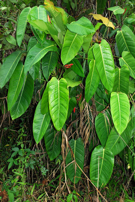 Philodendron heleniae