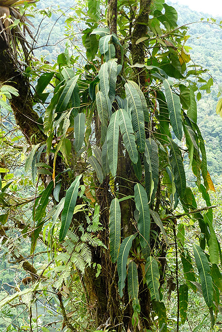 Philodendron heterocraspedon