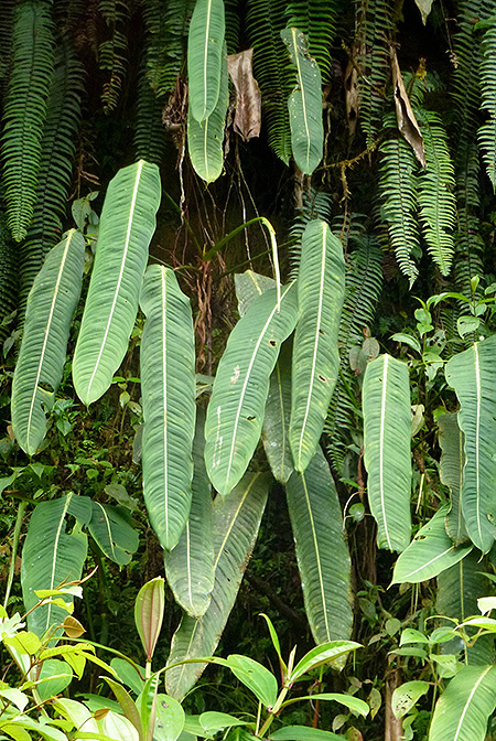 Philodendron heterocraspedon