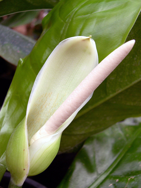 Philodendron heterophyllum