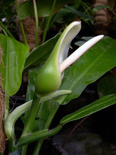 Philodendron heterophyllum