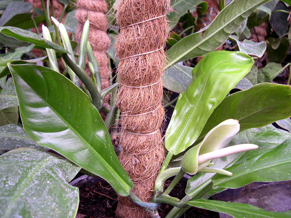 Philodendron heterophyllum
