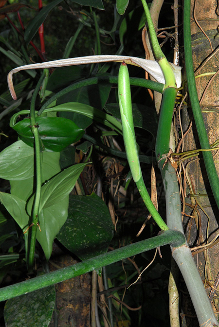 Philodendron holtonianum