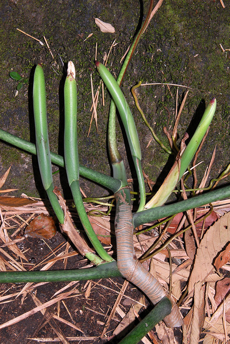 Philodendron holtonianum
