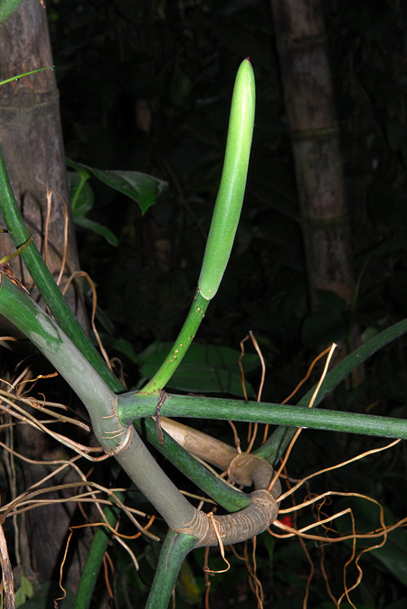 Philodendron holtonianum