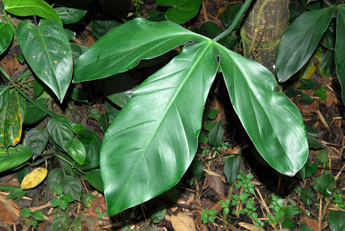 Philodendron holtonianum