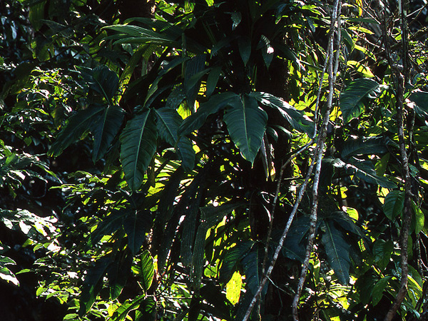 Philodendron hyaleae
