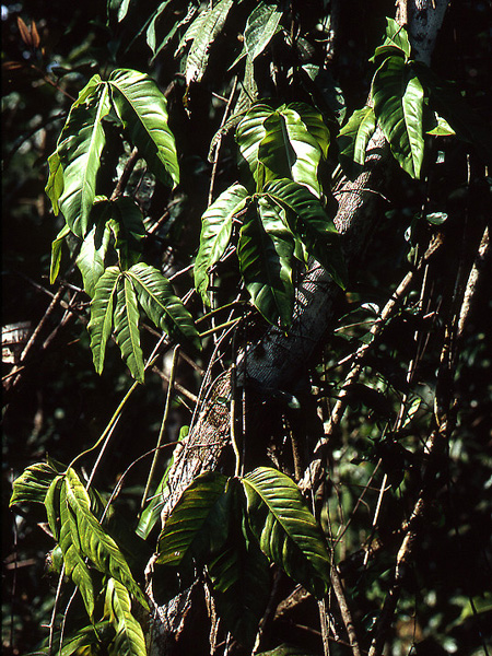 Philodendron hyaleae