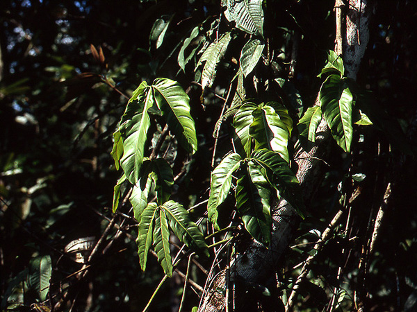 Philodendron hyaleae