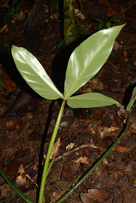 Philodendron hyaleae