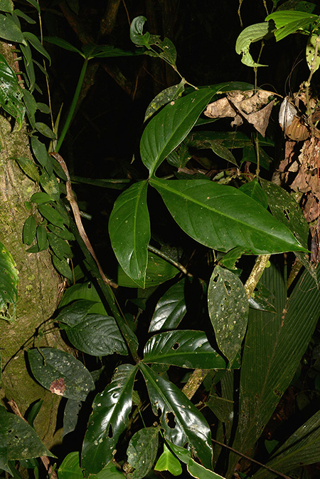 Philodendron hyaleae
