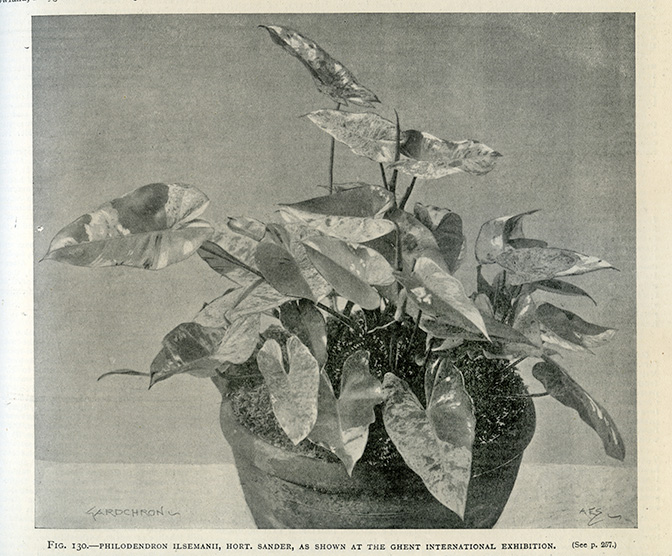Philodendron ilsemanii
