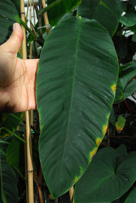 Philodendron inaequilaterum