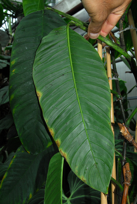 Philodendron inaequilaterum