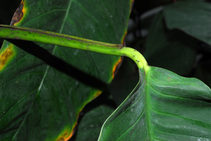 Philodendron inaequilaterum