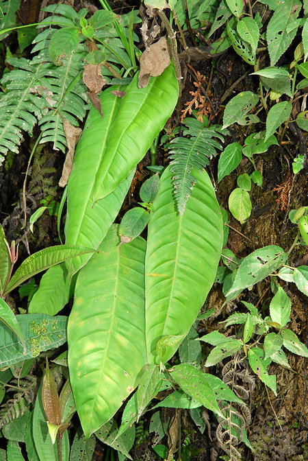 Philodendron inaequilaterum