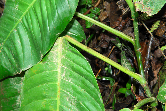 Philodendron inaequilaterum