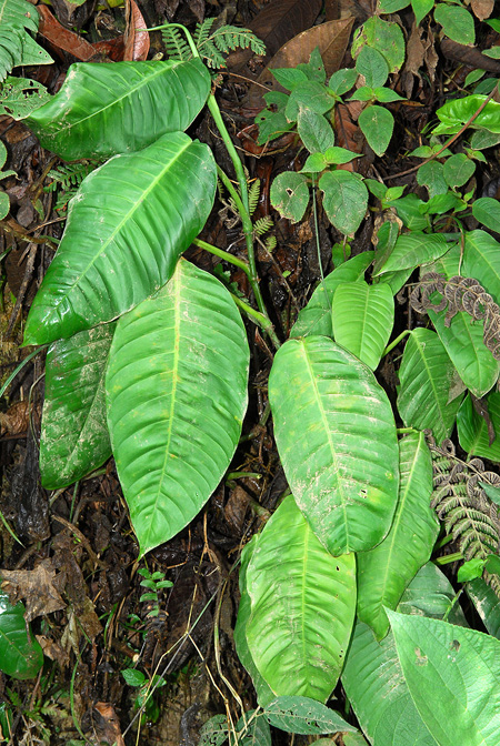 Philodendron inaequilaterum