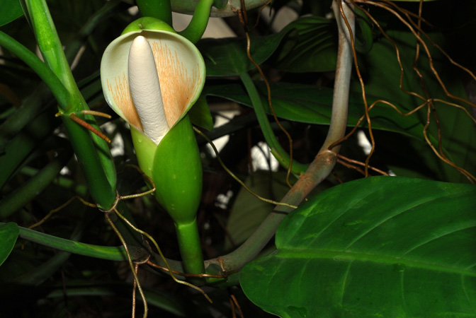 Philodendron inconcinnum