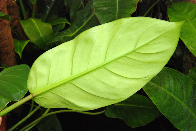 Philodendron inconcinnum