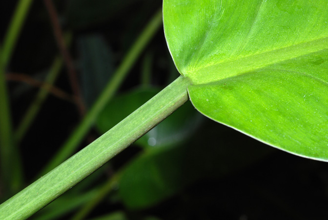 Philodendron inconcinnum