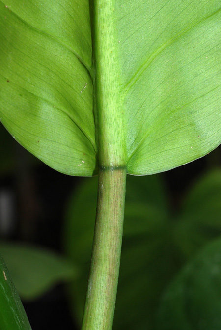 Philodendron inconcinnum
