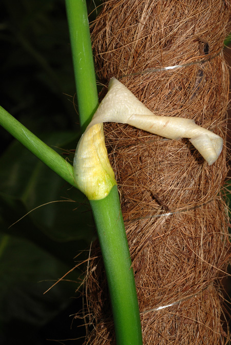 Philodendron inconcinnum