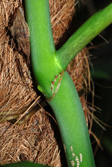 Philodendron inconcinnum
