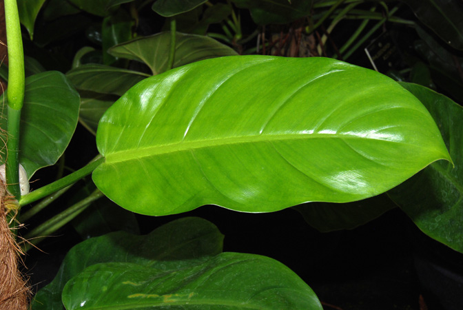 Philodendron inconcinnum