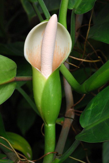 Philodendron inconcinnum