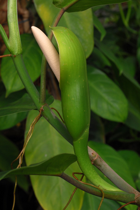 Philodendron inconcinnum