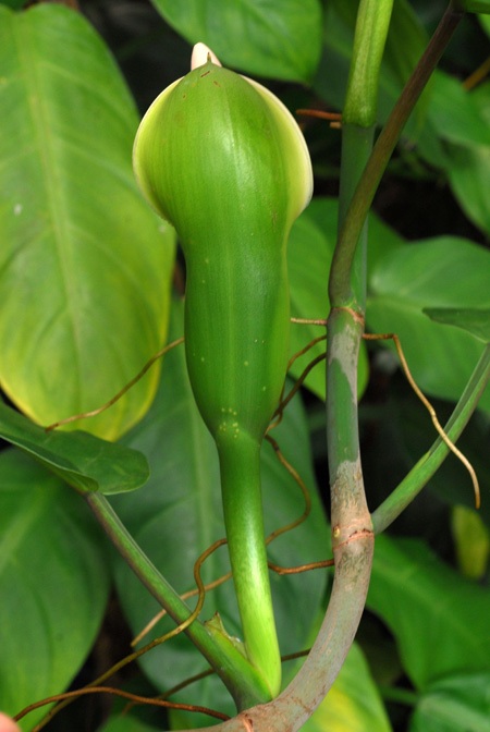 Philodendron inconcinnum