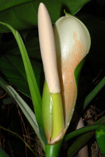 Philodendron inconcinnum
