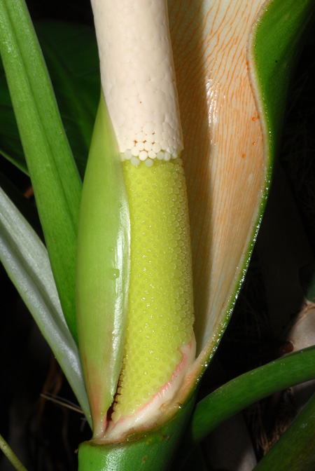 Philodendron inconcinnum