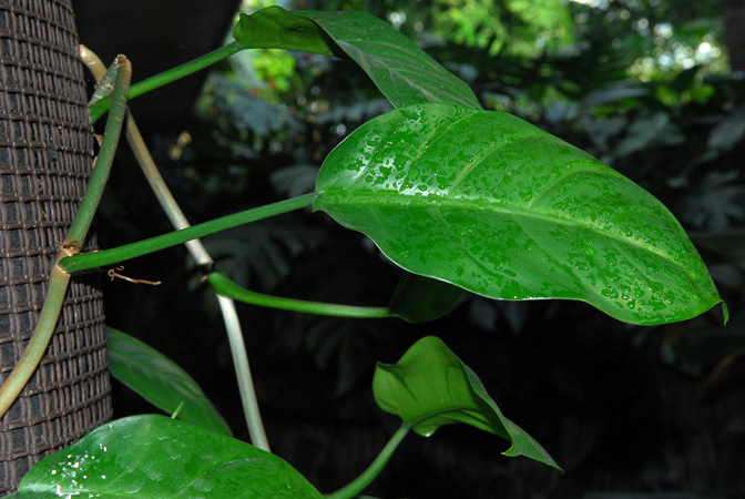 Philodendron inconcinnum