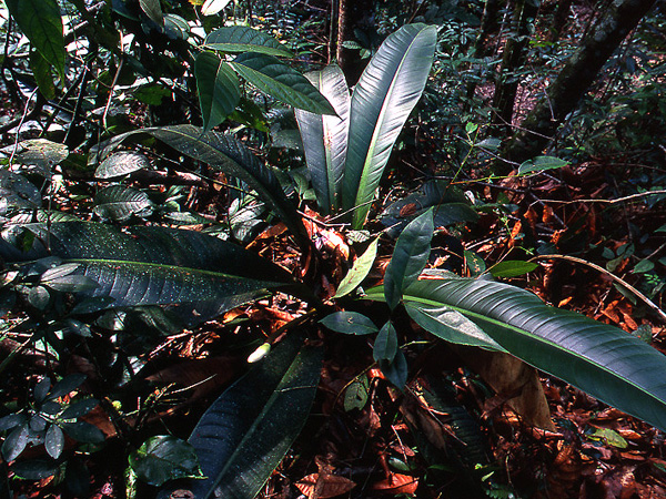 Philodendron insigne