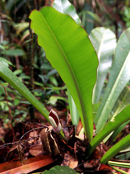 Philodendron insigne