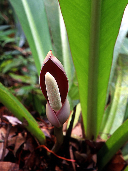 Philodendron insigne