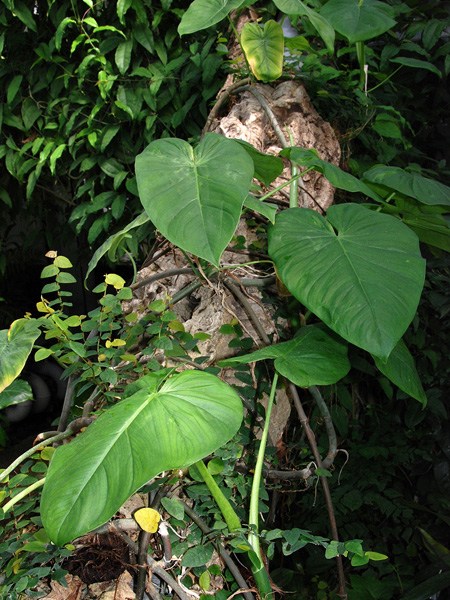 Philodendron jacquinii