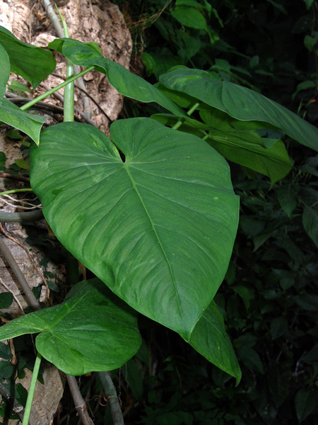 Philodendron jacquinii