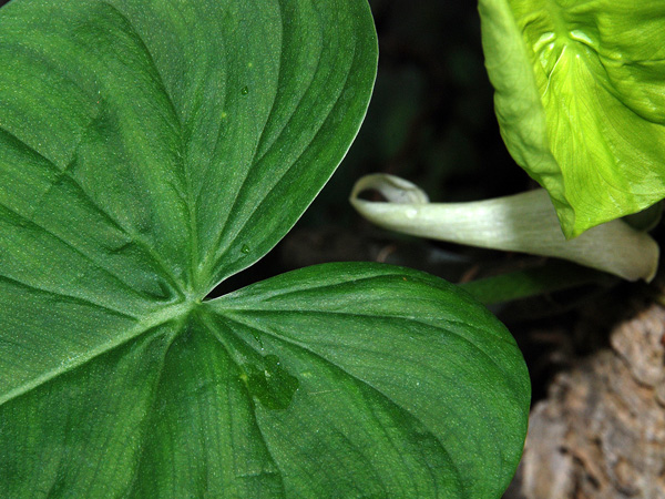 Philodendron jacquinii