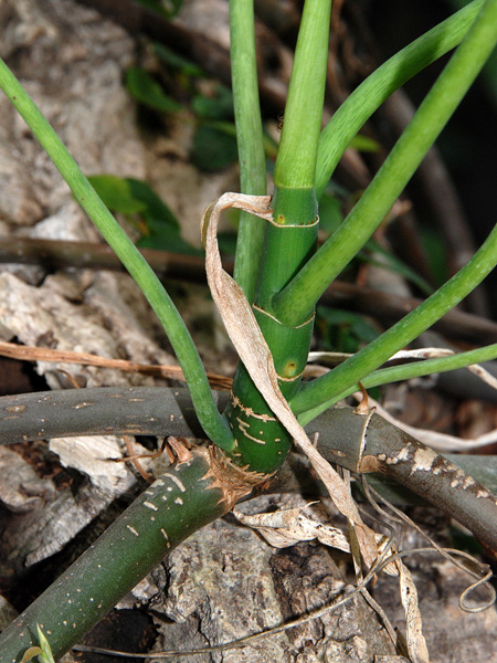 Philodendron jacquinii