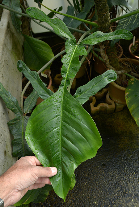 Philodendron ×joepii