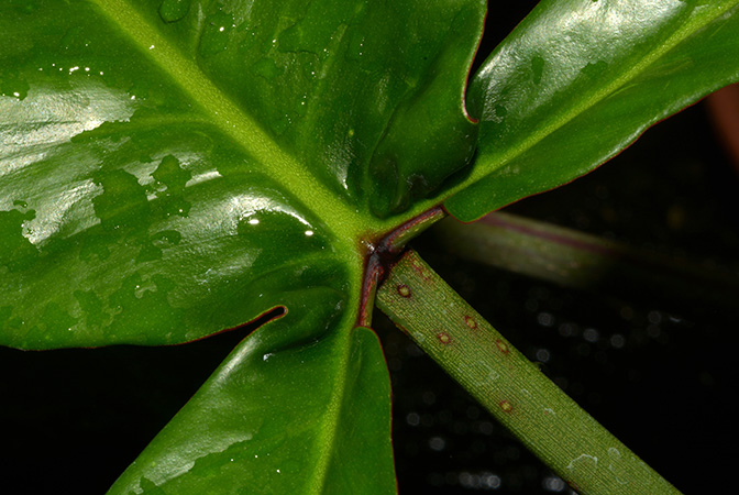 Philodendron ×joepii