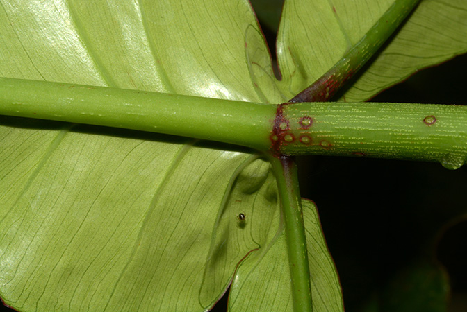Philodendron ×joepii