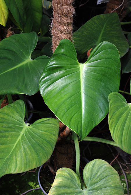 Philodendron kautskyi
